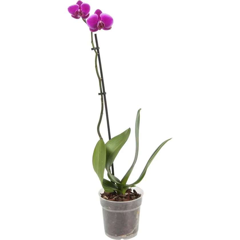 Orchid Without Flowers