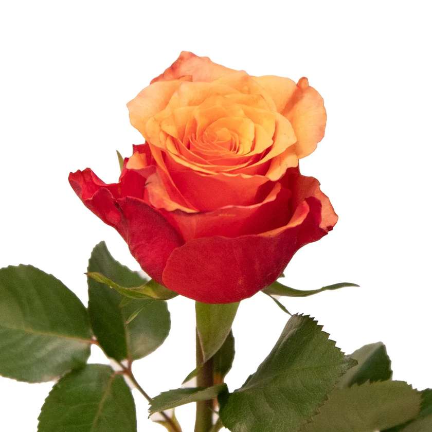 Spain Rose