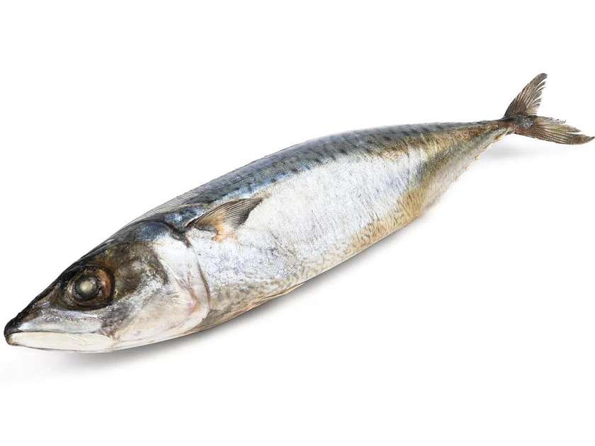 Скумбрія