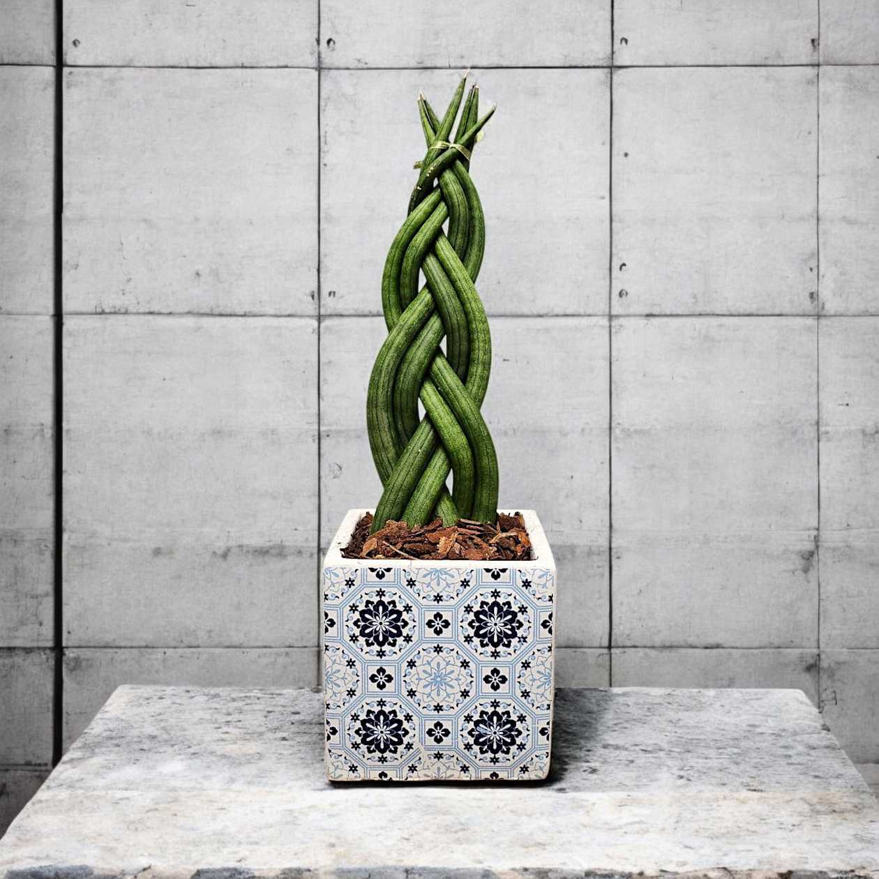 Potted Plant "Virgo's Braid"