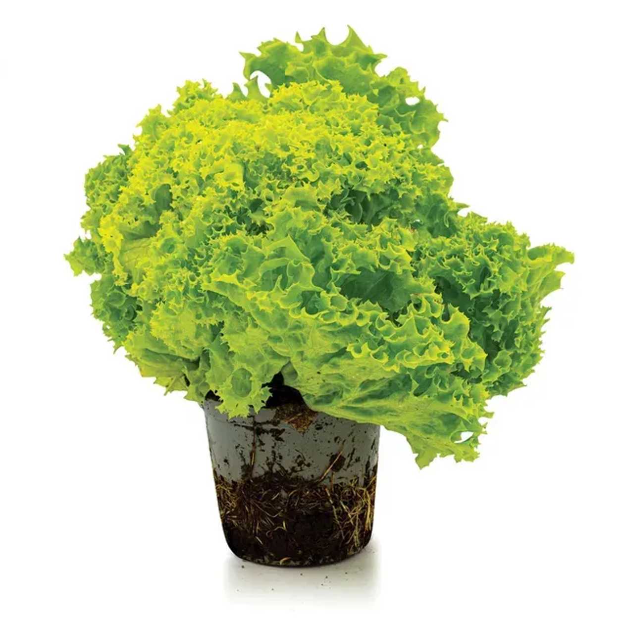 Salotos vazonėlyje LOLLO BIONDO, 1 vnt.