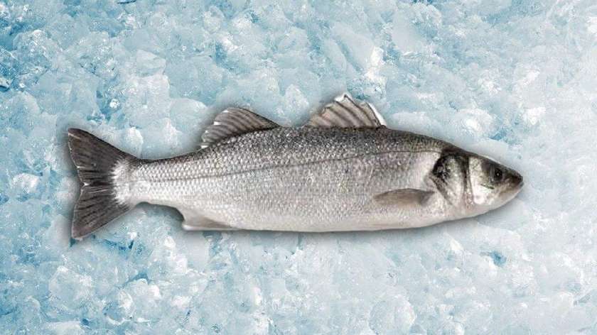 Seabass 400/600 1 piece