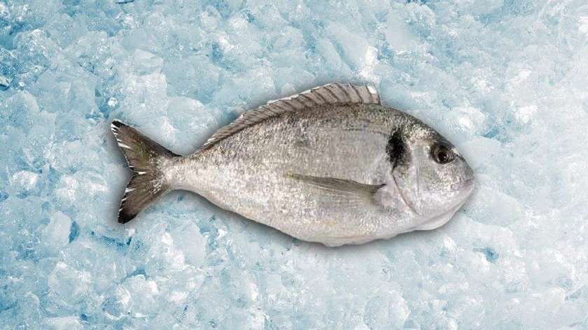 Seabream (Dorado) 800/1000 1 piece