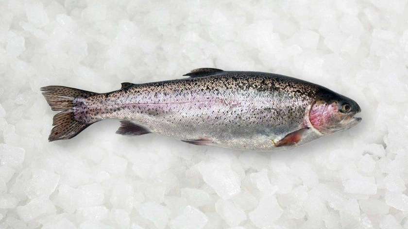 Fresh Trout 2-2.2 Kg