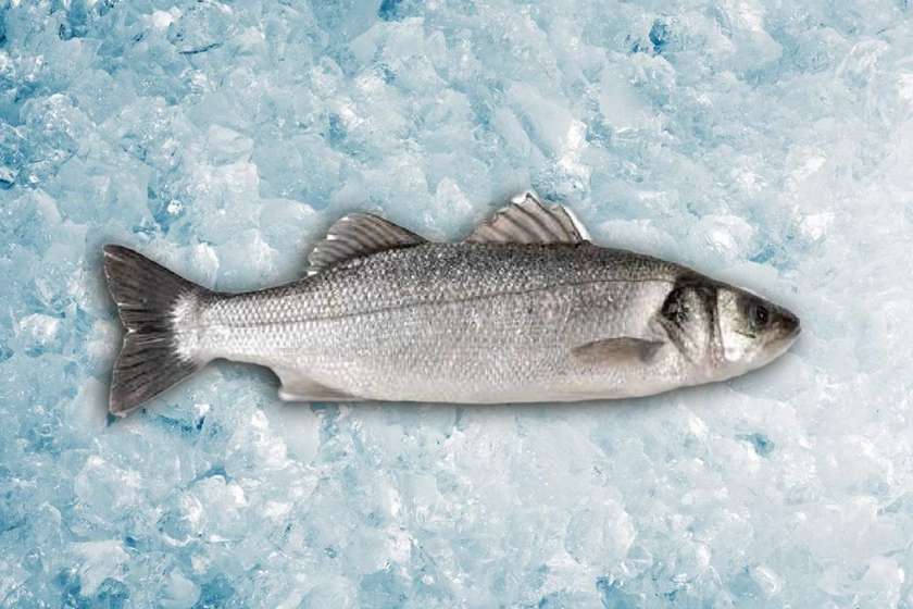 Seabass 800/1000 (each)