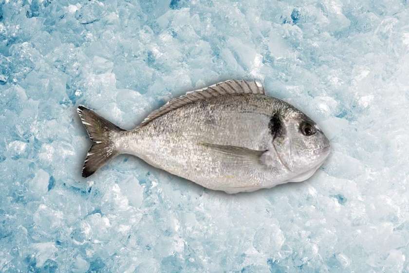 Seabream (Dorado) 400/600 1 piece