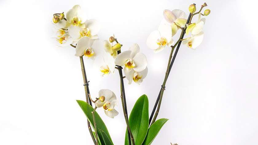 White Orchid in a Pot