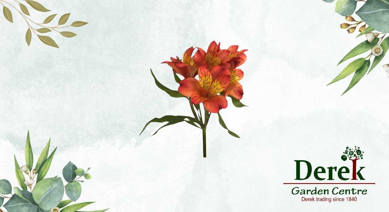 Alstroemeria Stem