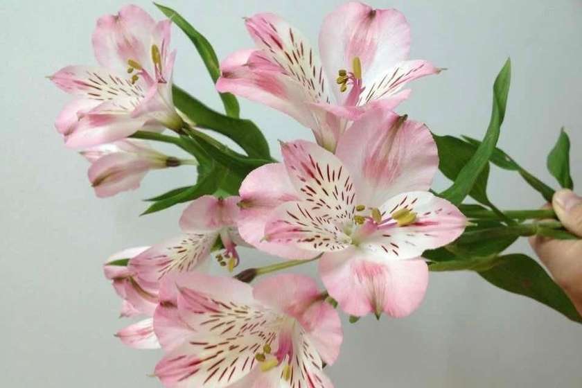 Alstroemeria 1 pc. Color by choice