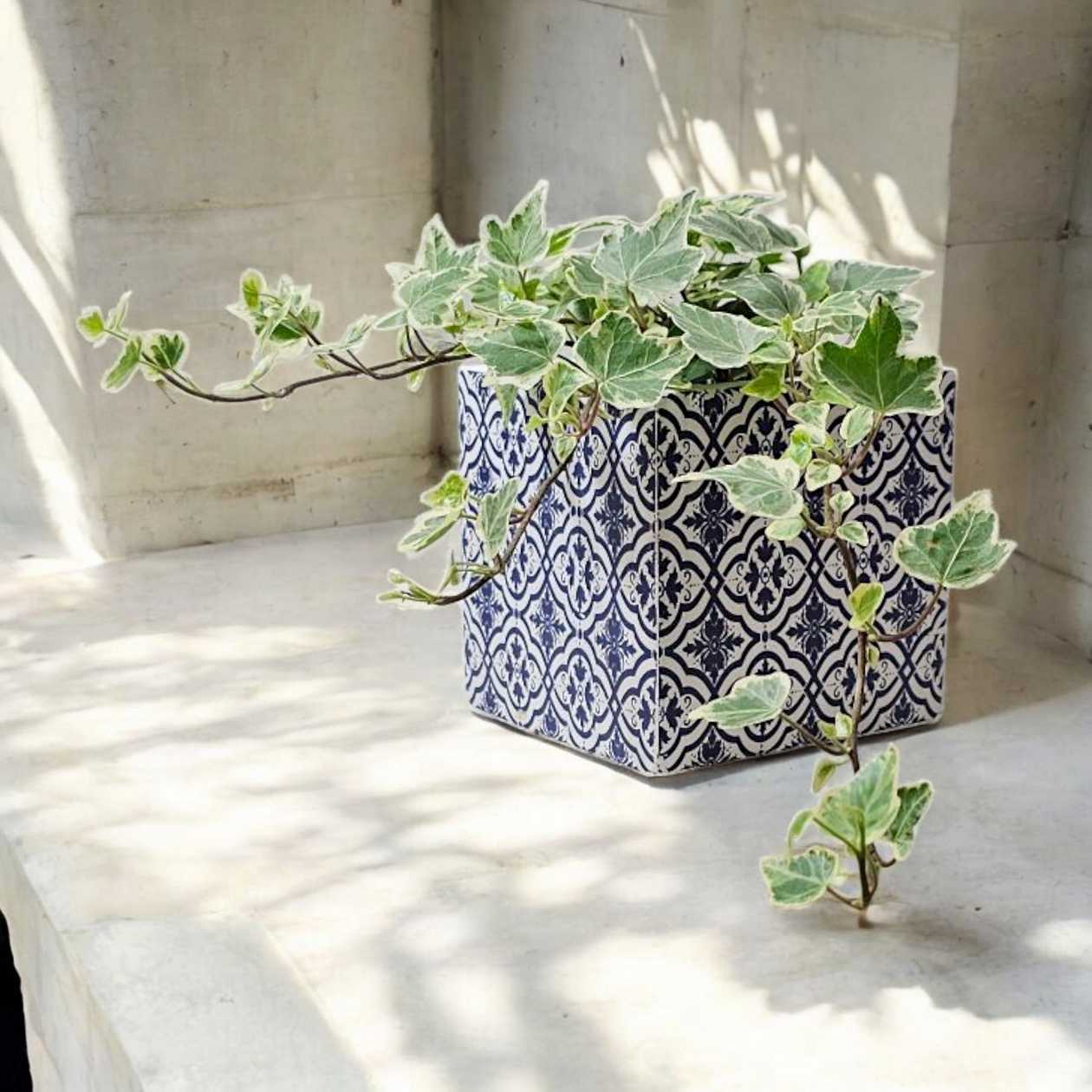 Potted Plant "Klevukas"