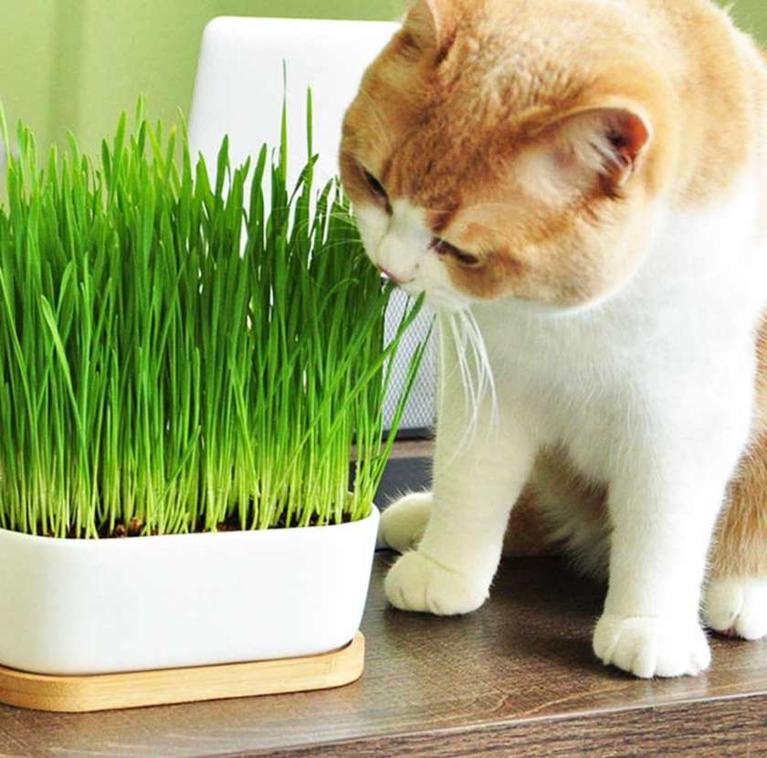 Ready-Grown Cat Grass in Pot