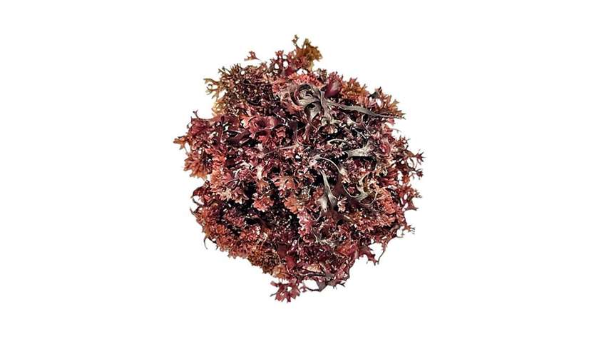 Connemara, BIO Sun Dried Purple Irish Seamoss, 250g