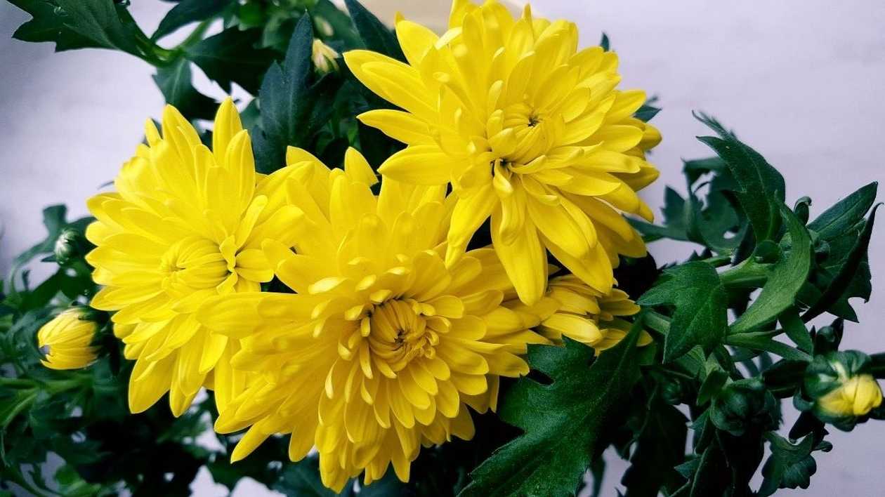 Kollane krüsanteem 1 tk