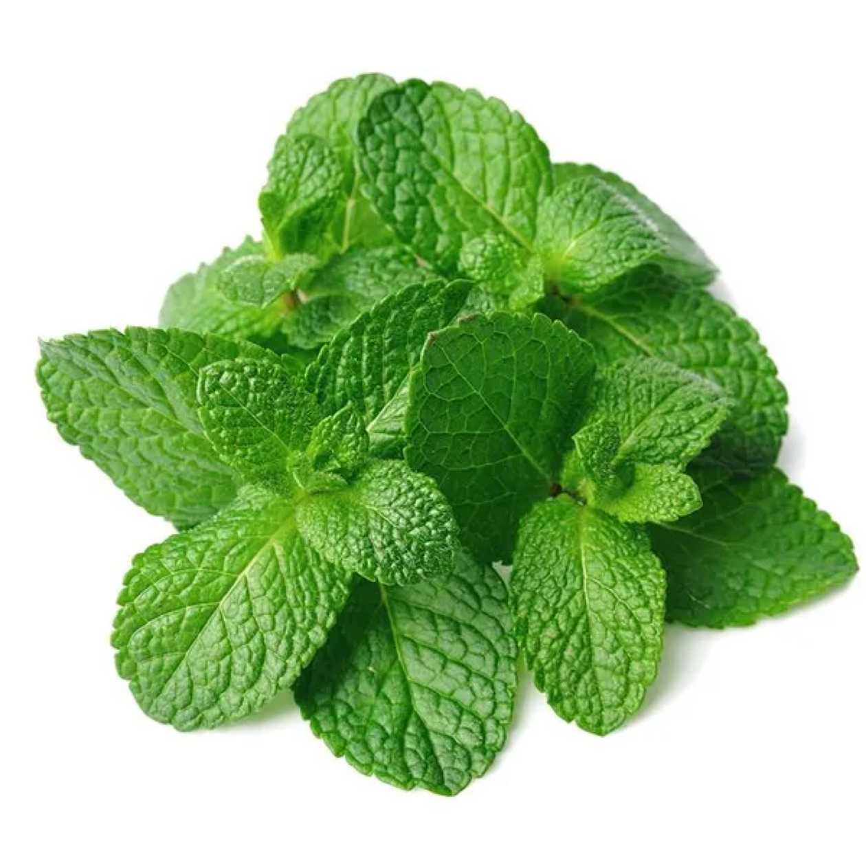 Peppermint, Israel, 20g (expires soon)