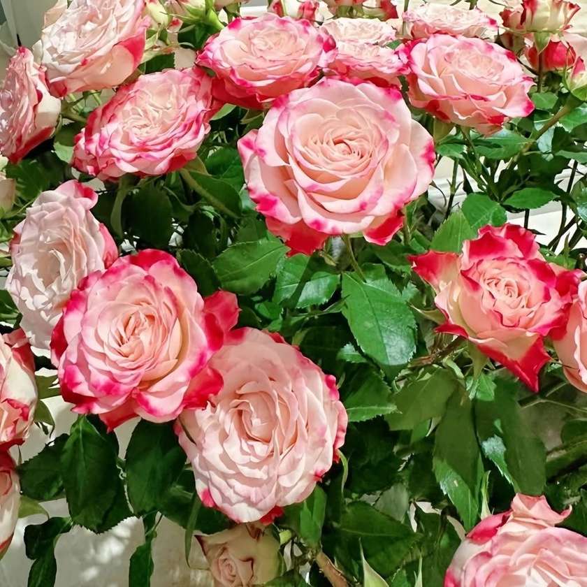 Bush Rose Reflex 1pc (7+ buds)