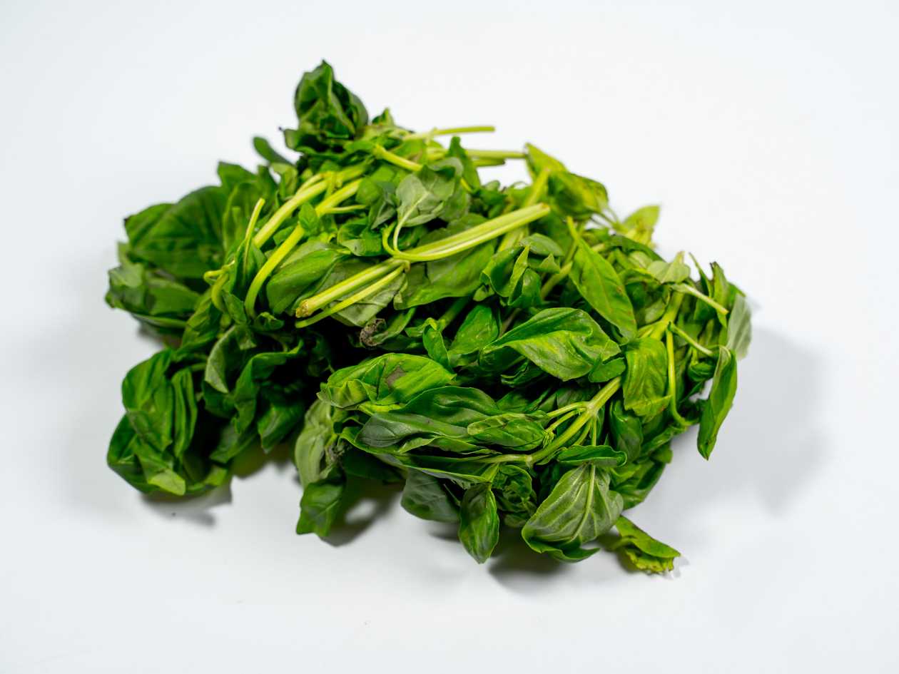 Salad Spinach