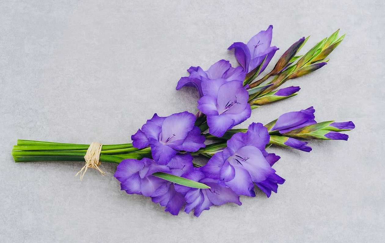 Bouquet of 3 gladioli
