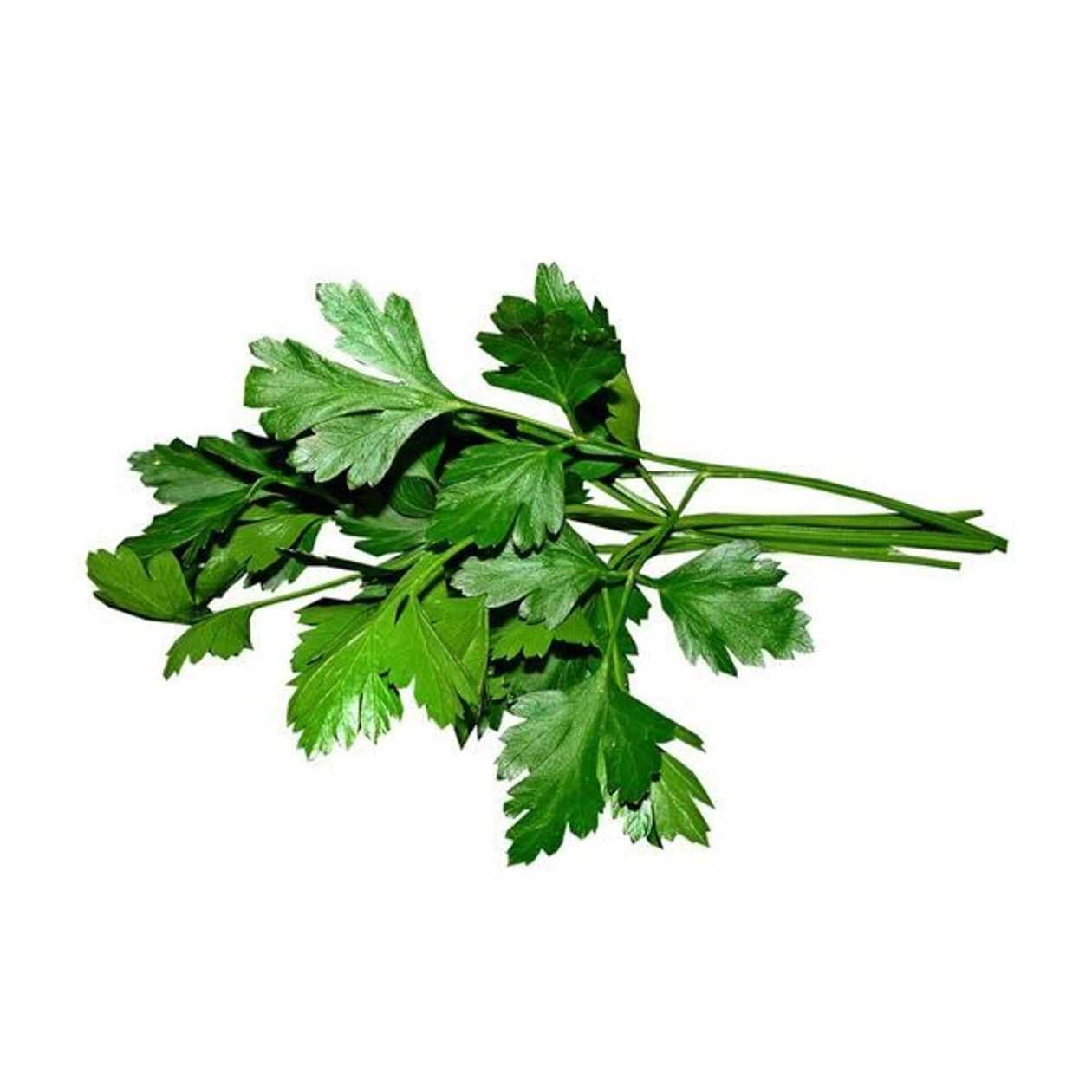Parsley, 1 bunch (expires soon)