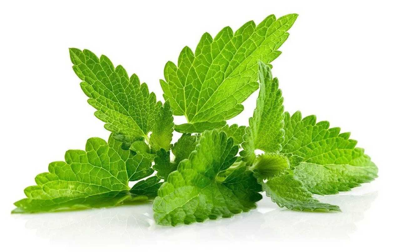 Mint, 100 g (expires soon)