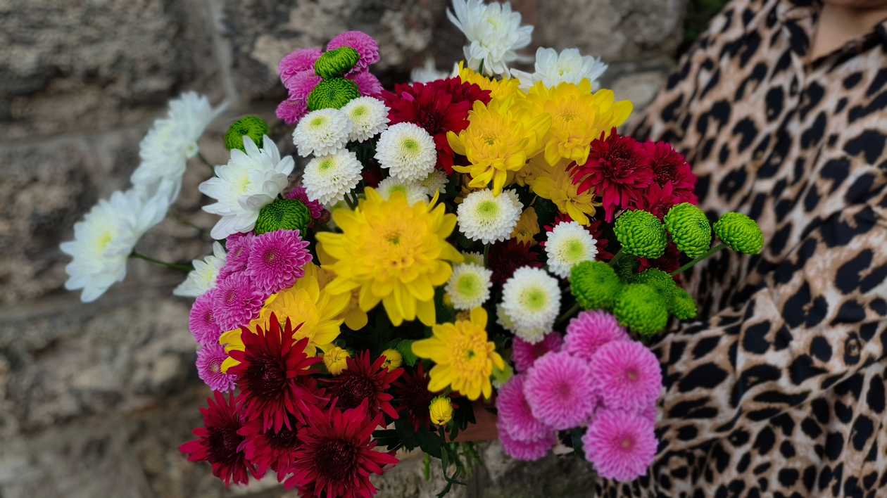 Local Chrysanthemum Mix | Price per piece