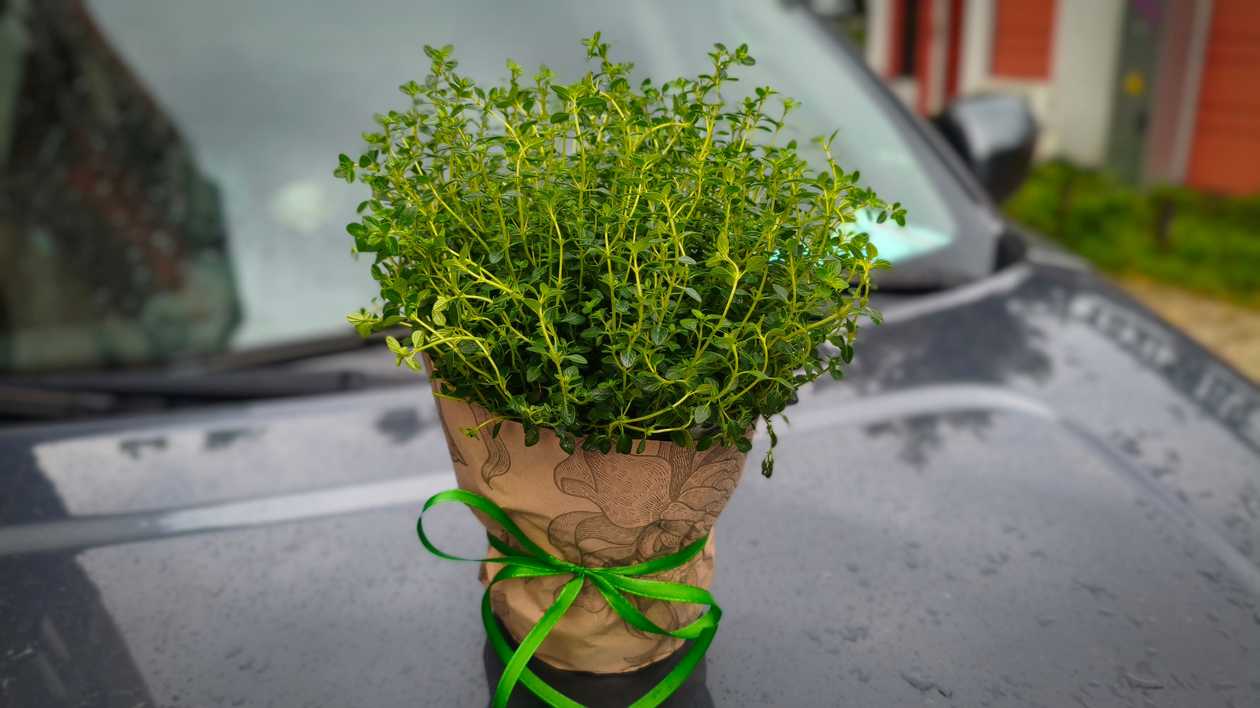 Thyme in a Pot
