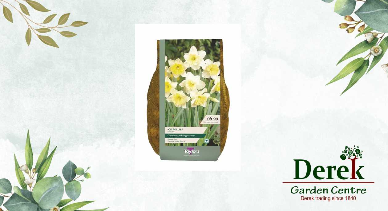 Narcissus Bulbs, X 5
