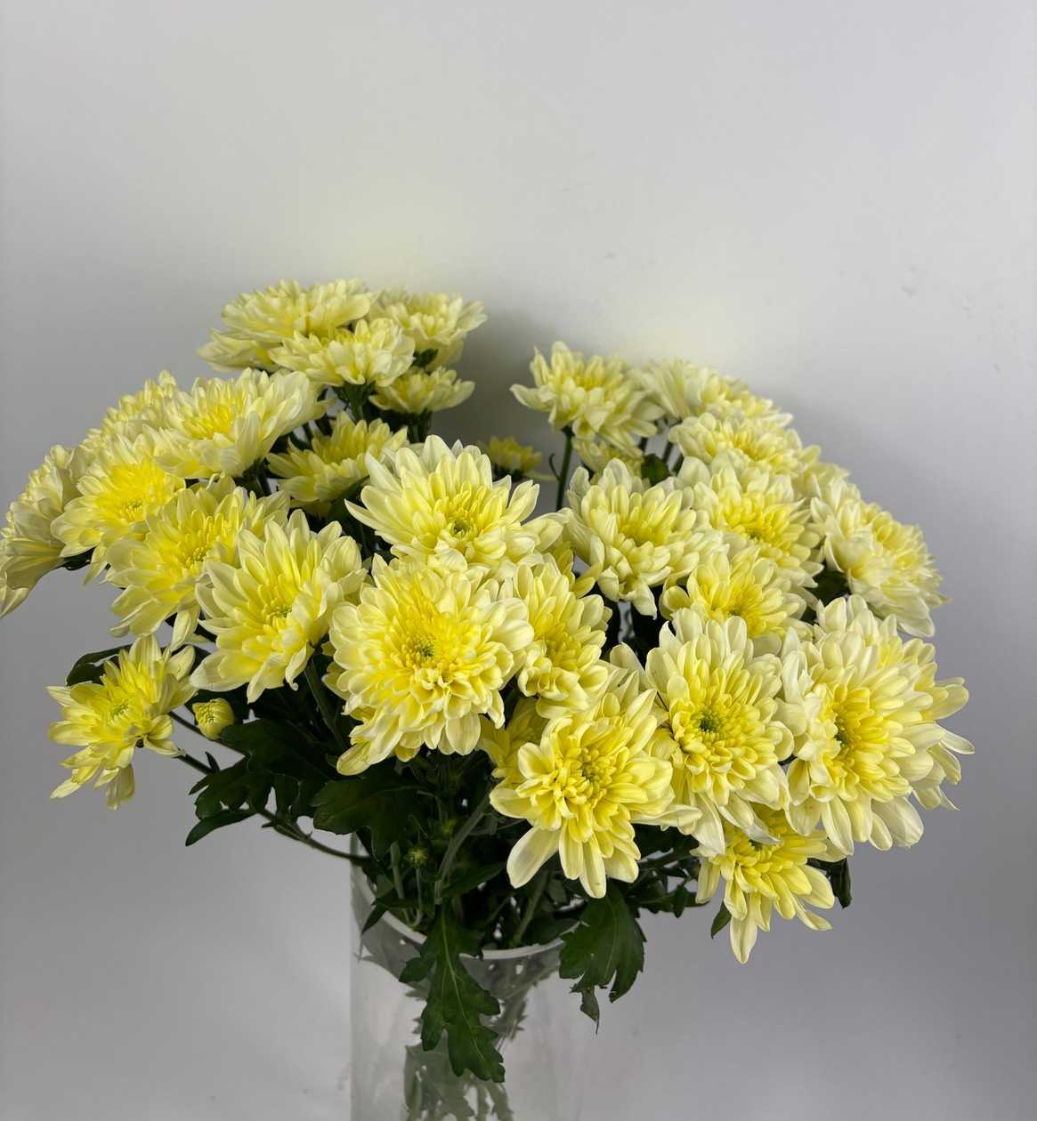 Light Yellow Chrysanthemums