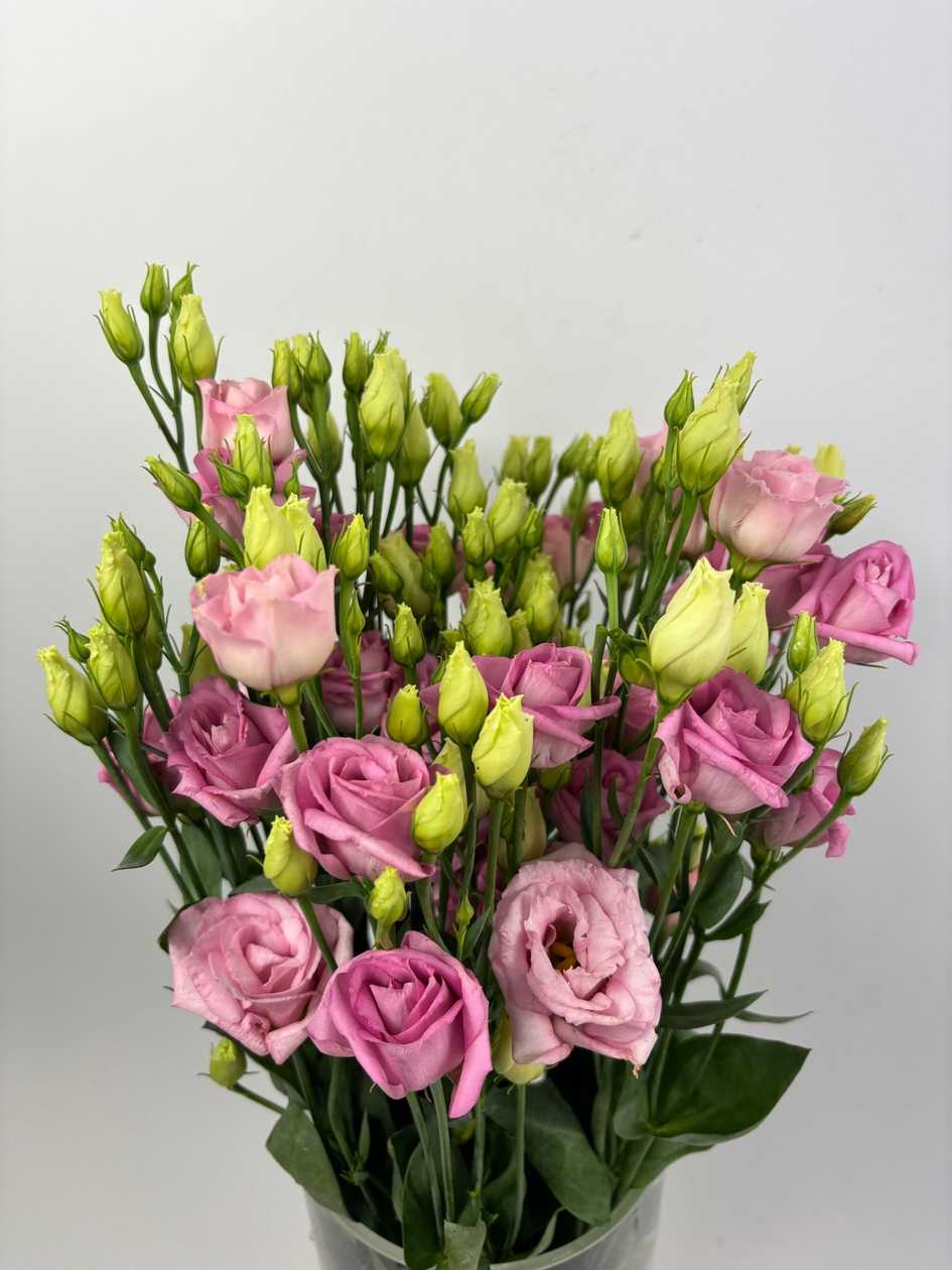 Light Pink Lisianthus