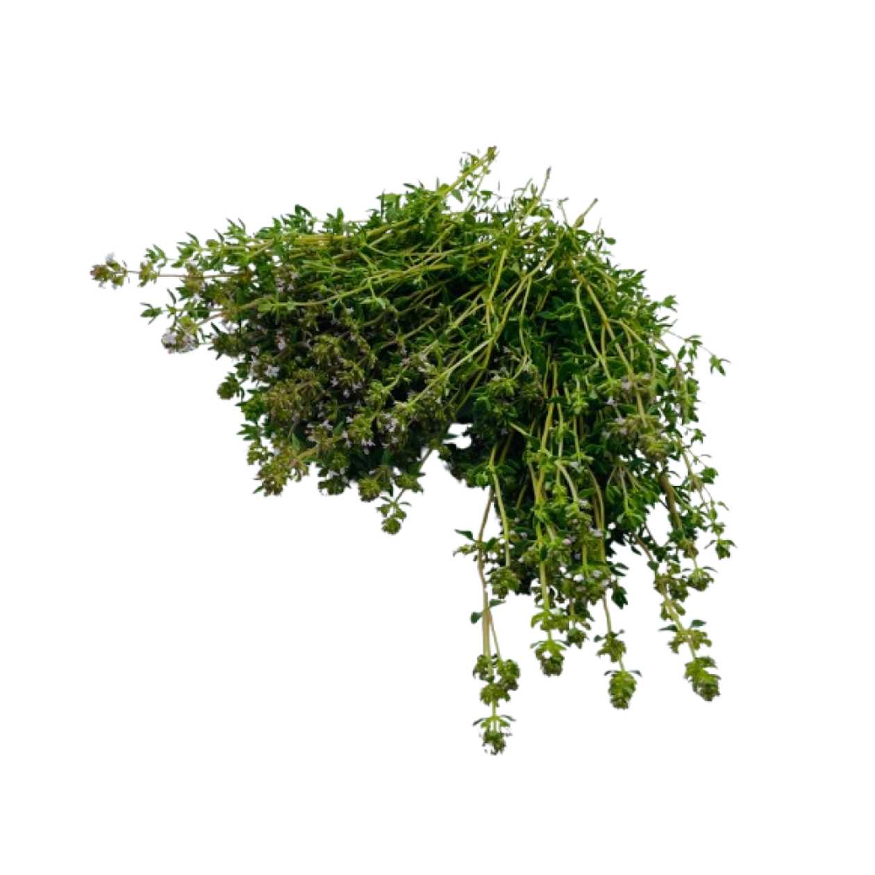 Fresh thyme, casserole, 30 g (expires soon)