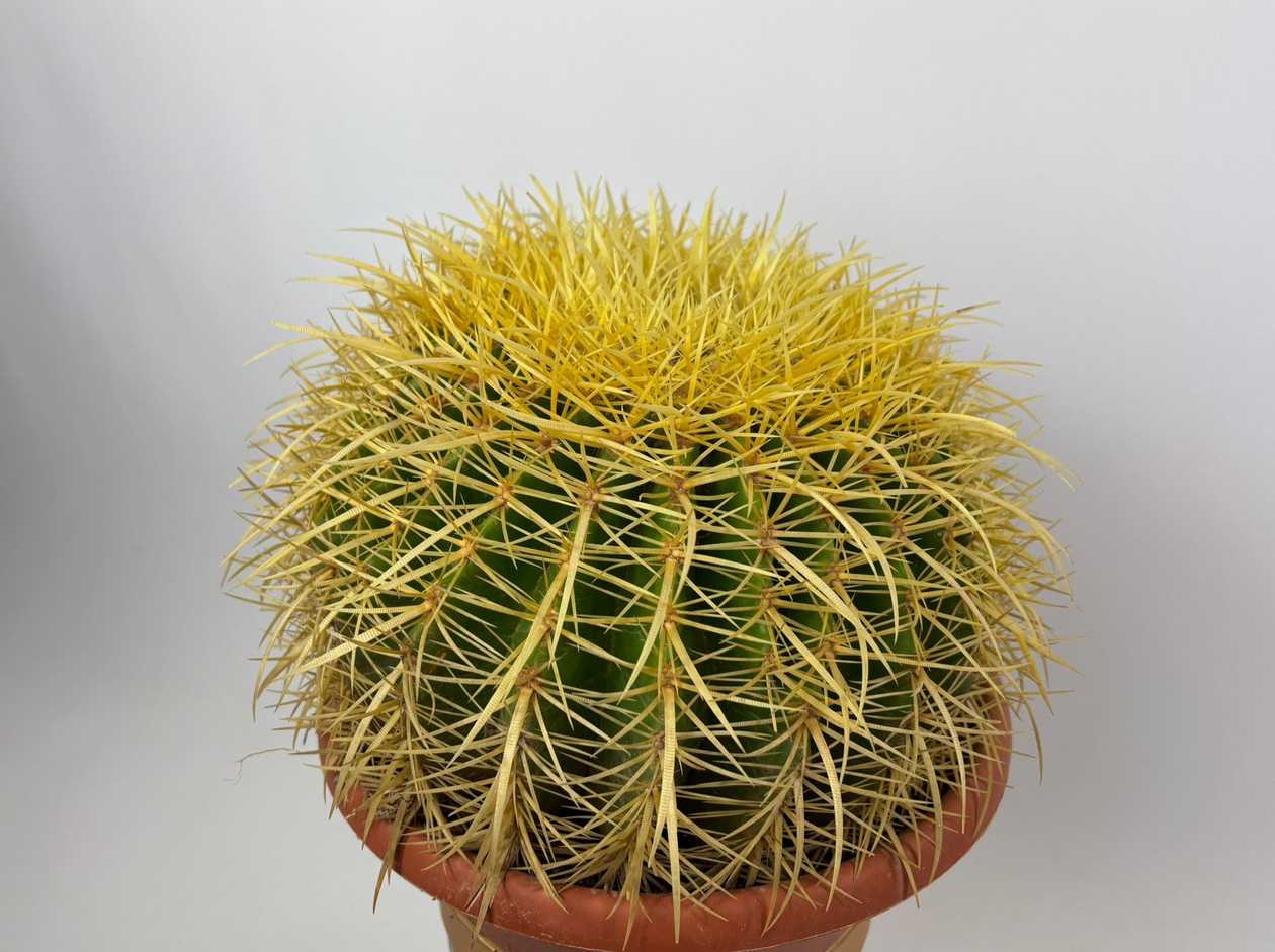 Cactus 30cm