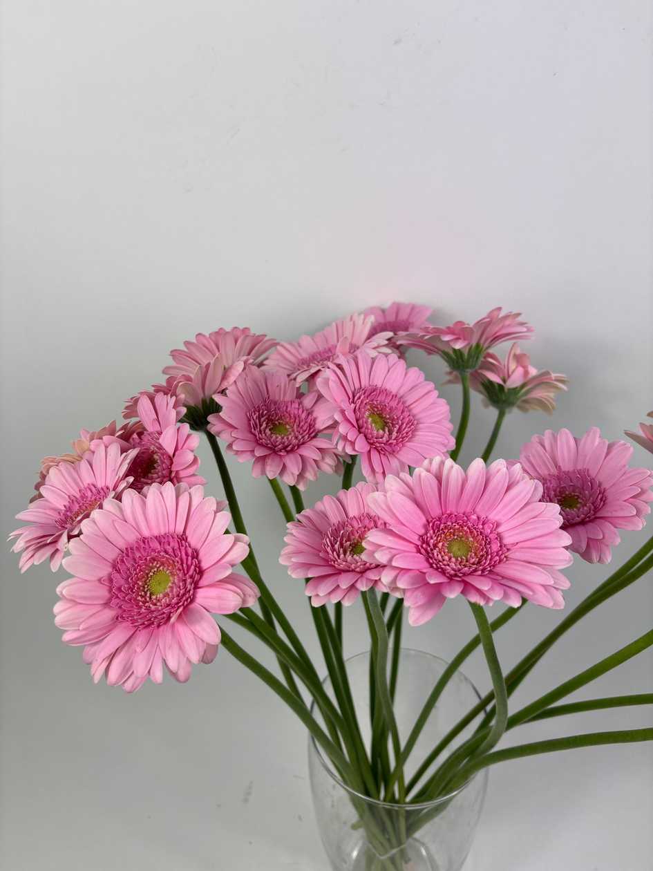 Pink Gerberas