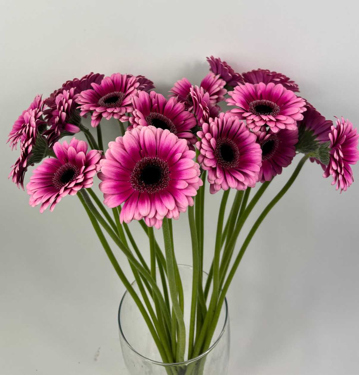 Pink Violet Gerberas