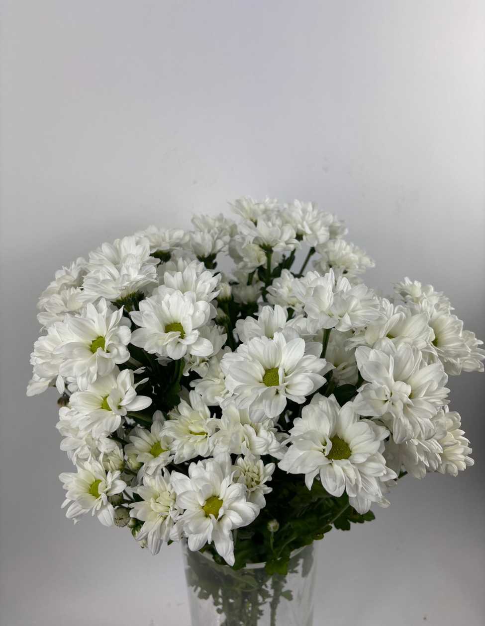 White Chrysanthemums with Green Centers