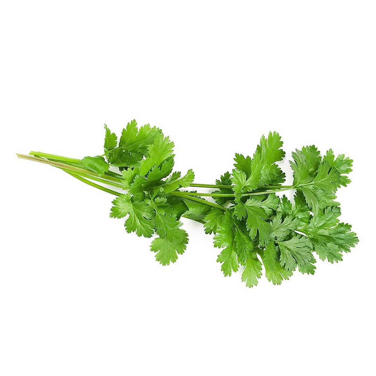 Coriander, casserole, 30 g (expires soon)
