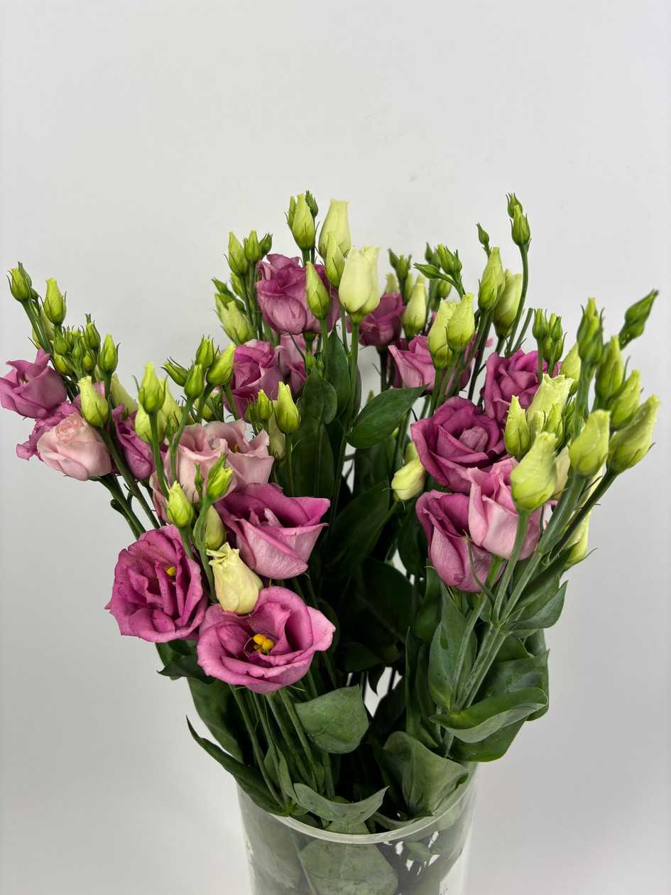 Dark Pink Lisianthus