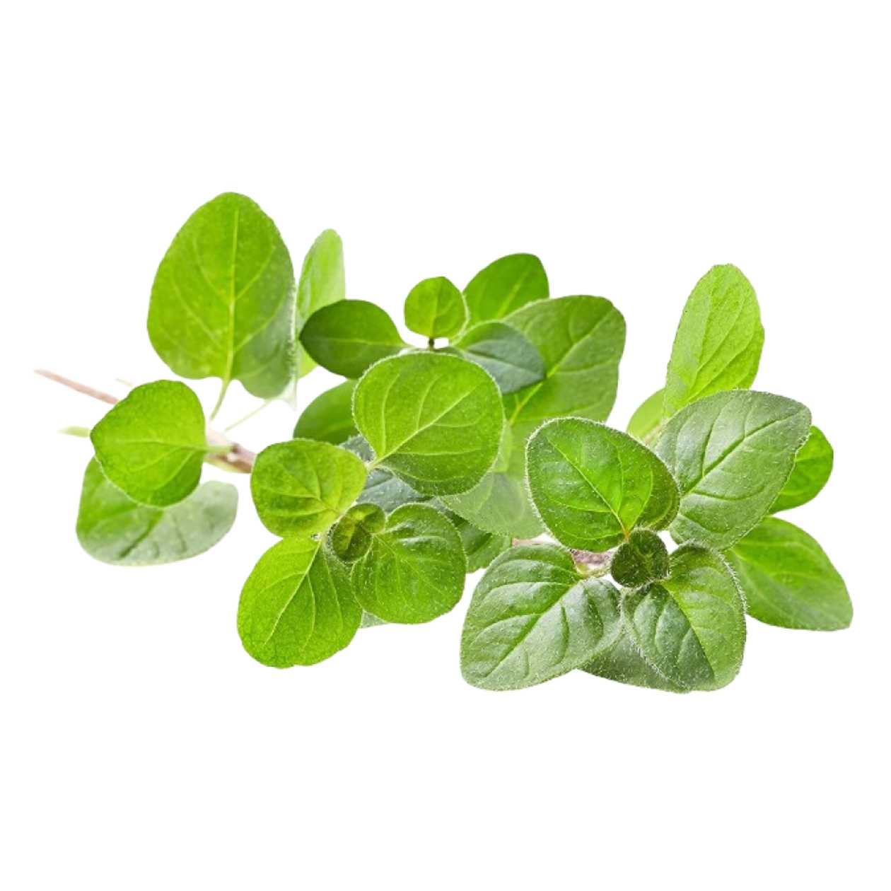 Oregano, caserola, 30 g (expiră în curând)