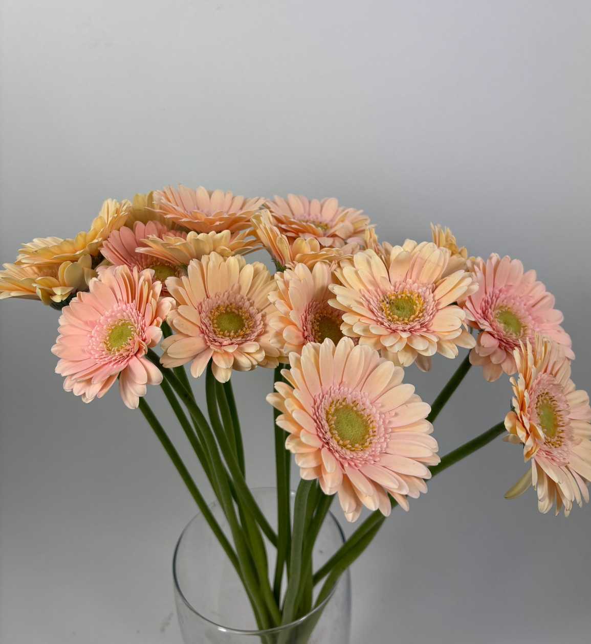 Beige Gerberas