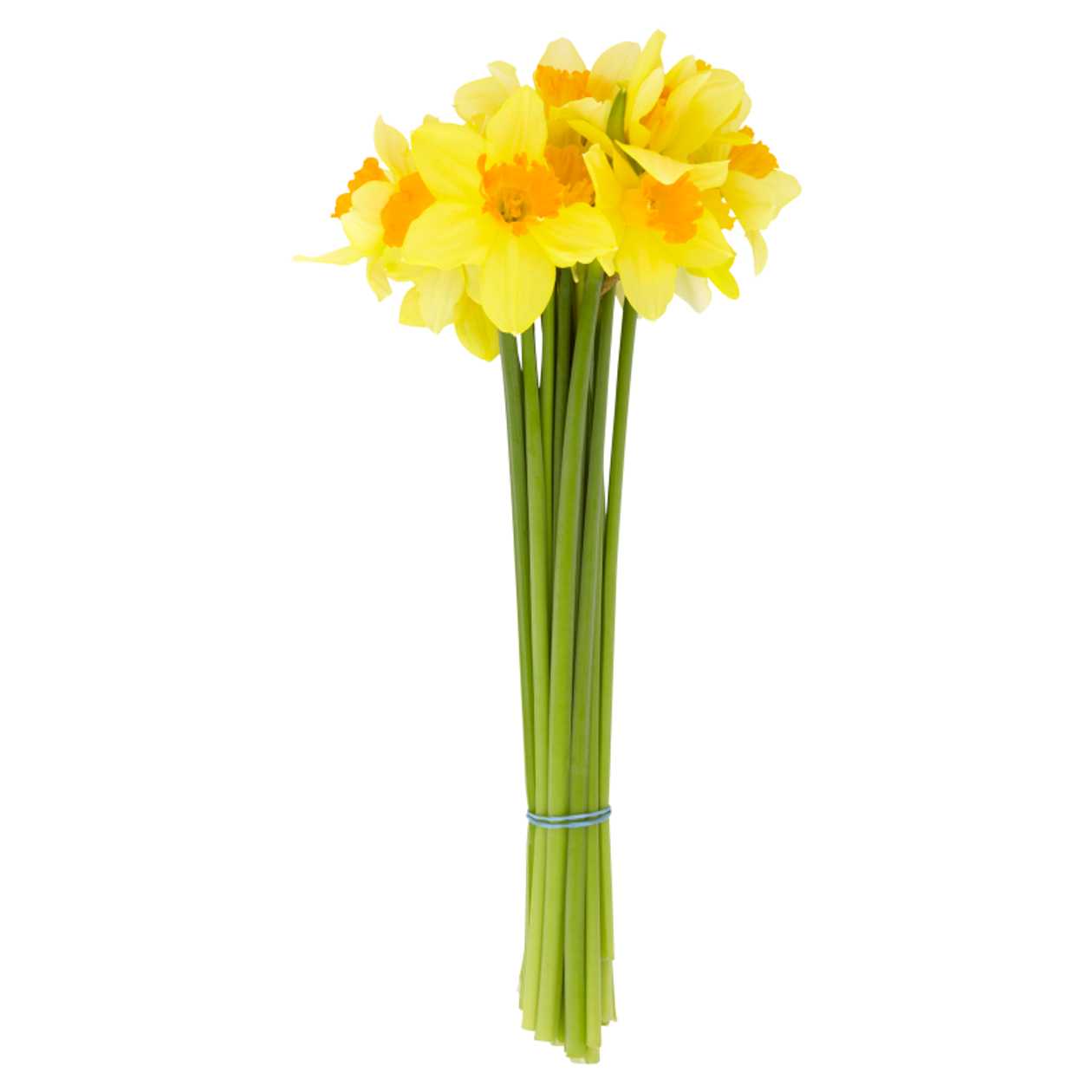 Bouquet of Narcissus 18 Stem