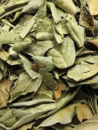 Chilean Boldo Leaves 25 Grs