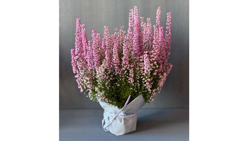 Heather in a Pot