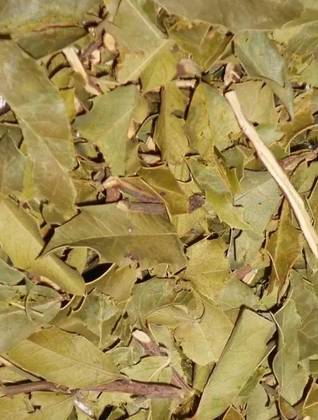 Espinheira Santa Plant 25 Grs