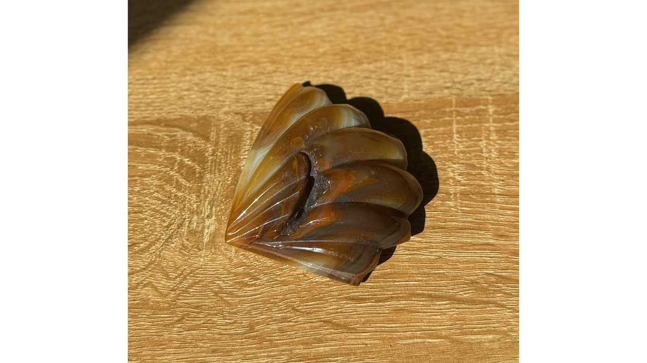 🐚✨Earthbond Agate Shell🐚✨