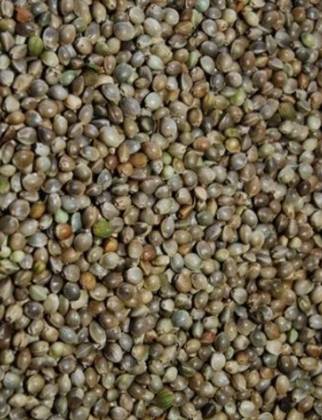 Hemp Seeds 250 Grs