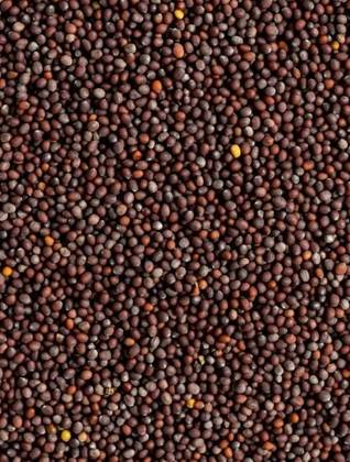 Black Mustard Seeds 100 Grs