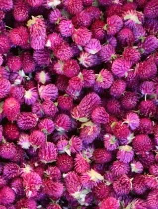 Purple Globe Amaranth Flower 25 Grs