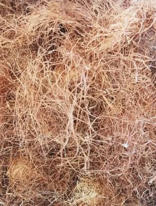 Corn Silk 50 Grs