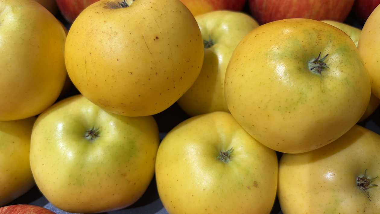 Golden Apples, 1 kg, Poland, Class 1