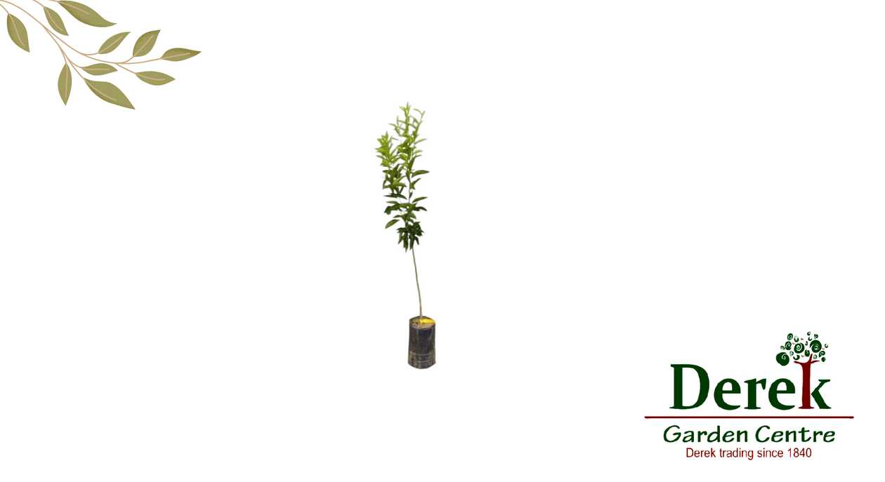Small Lemon Tree