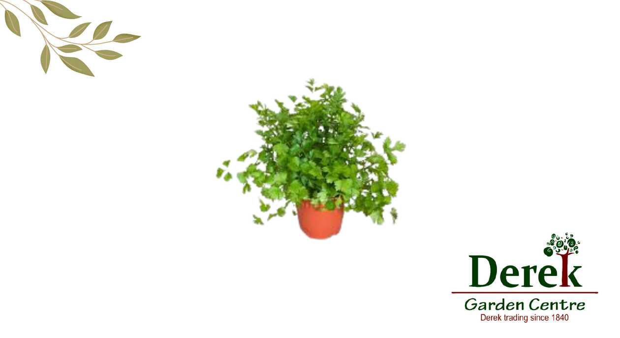 Parsley