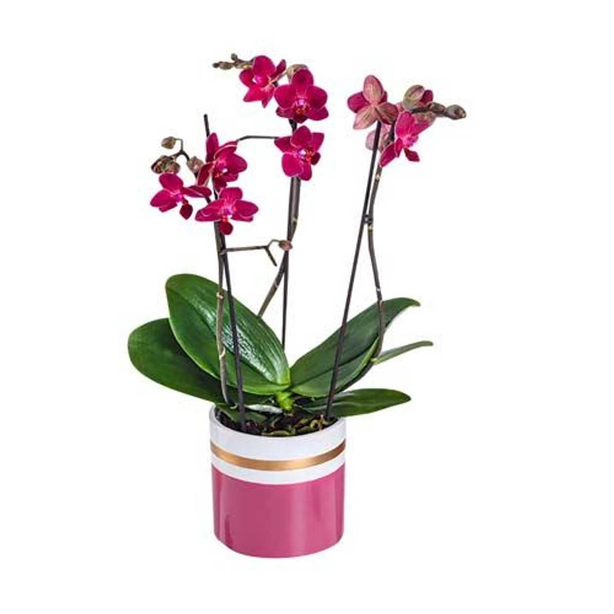 PHALAENOPSIS MULTIFLORA 3 TR 12 CM